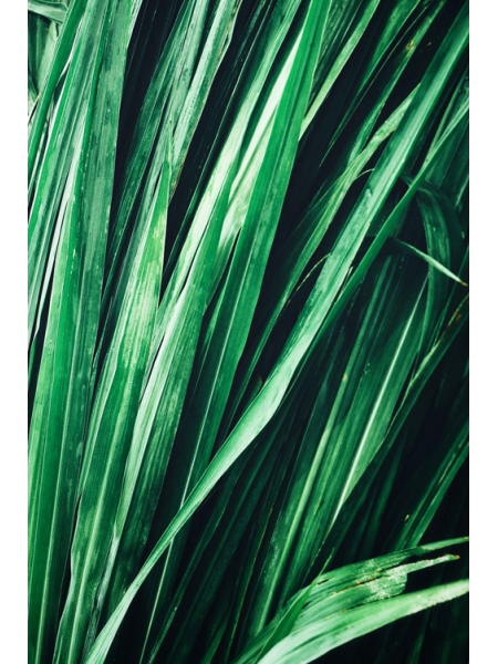 Vetiver