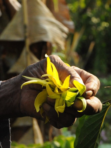 Ylang Ylang