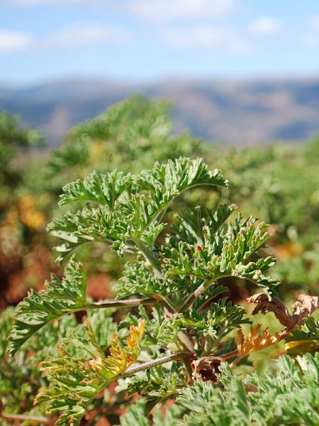 Geranium bourbon