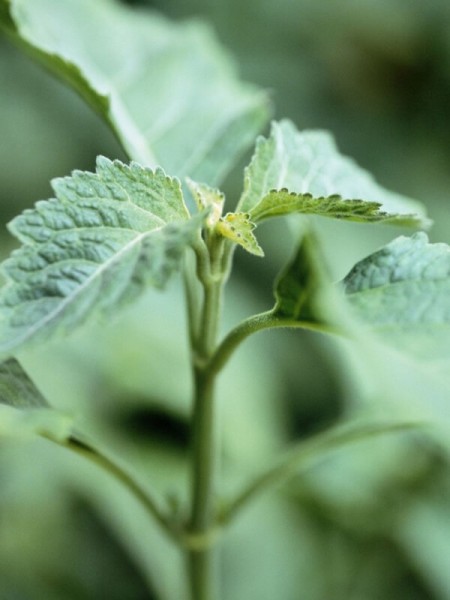 Patchouli
