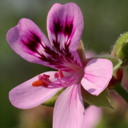 géranium bourbon