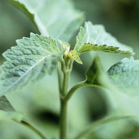 Patchouli