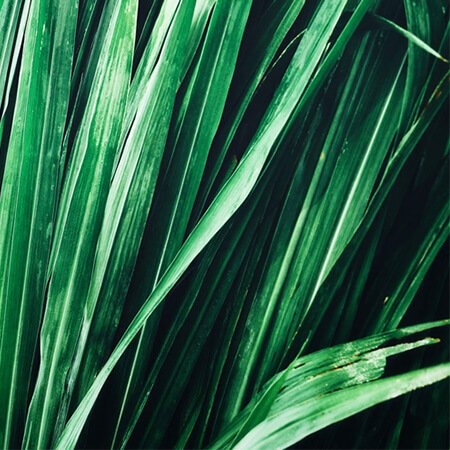 Vetiver