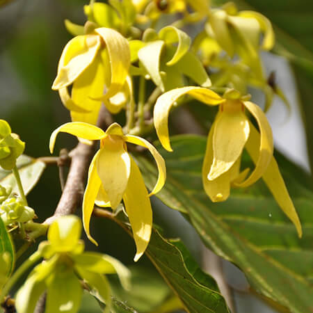 Ylang Ylang